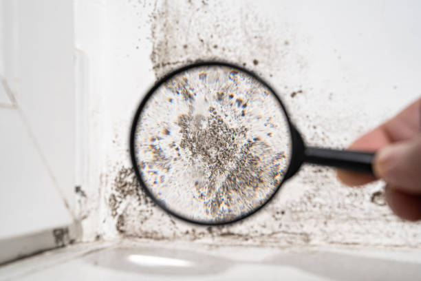 Best Residential Mold Inspection & Testing  in Ione, CA